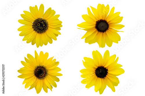 collection of Yellow chrysanthemum isolated on white background