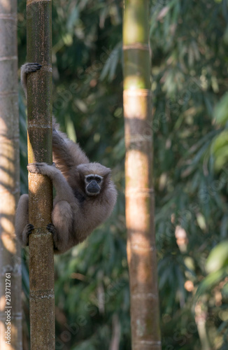 Female Hoolock Gibbon at assam,India photo