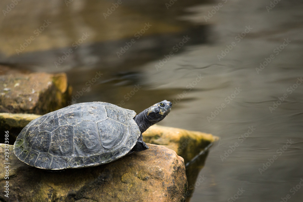 Tortuga Tortuga