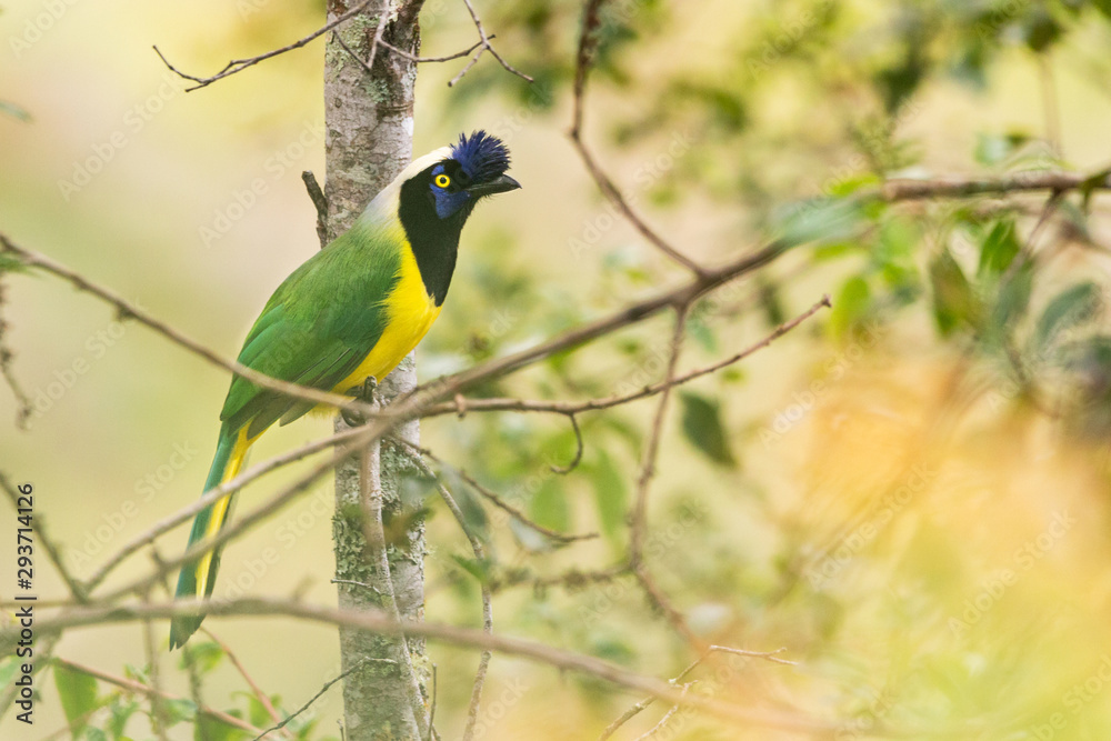 Obraz premium Jay, the colorful Raven