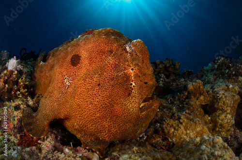 Frogfish photo