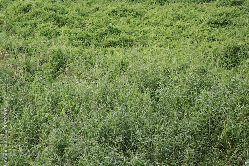Green grass field. Green grass field.