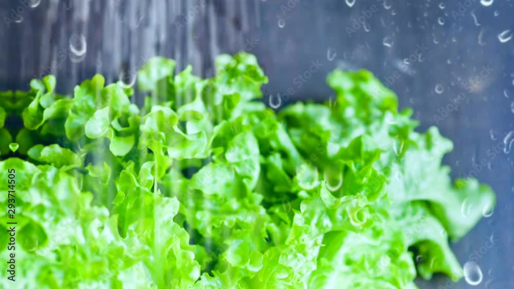 Fresh green lettuce in spray drops of water. Looped animation. Fresh green lettuce in spray drops of water. Looped animation.