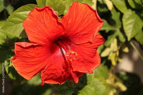 Beautiful red flower (Hibiscus Rosa sinensis)