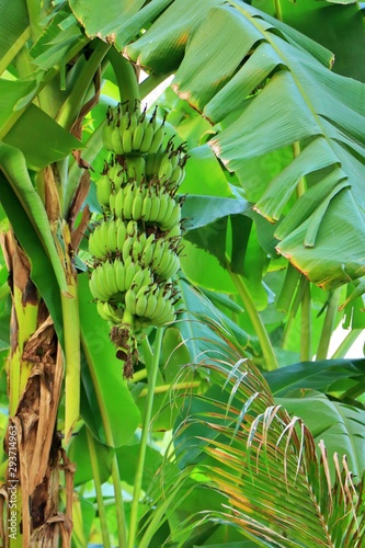 Raw green bunch of bananas on banana tree