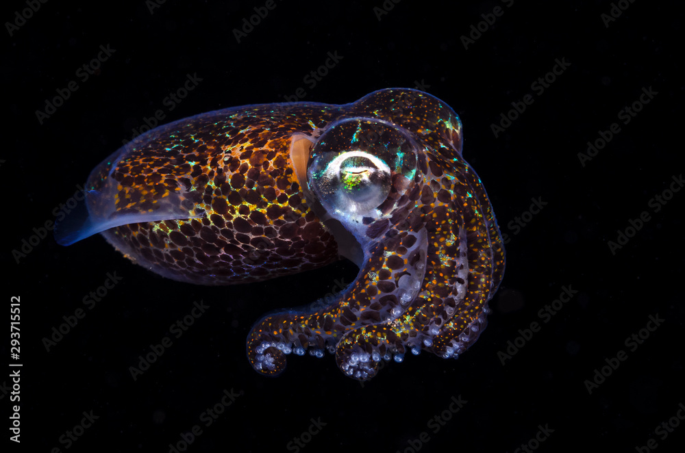 Bobtail squid Bobtail squid