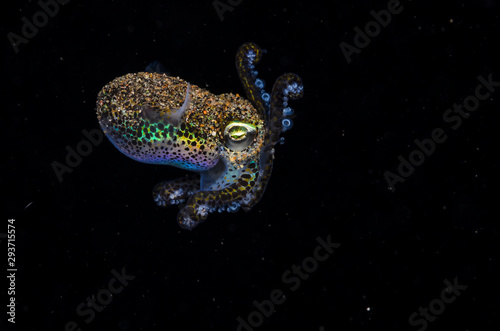 Photography Bobtail squid