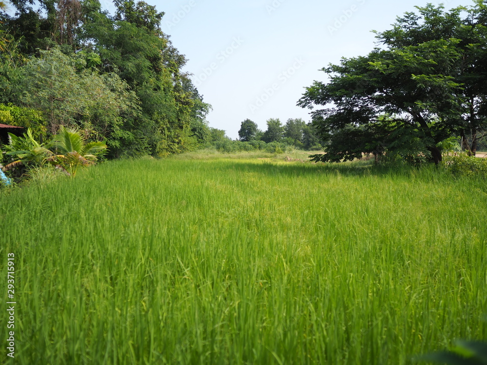 Obraz premium OLYMPUS DIGITAL CAMERA