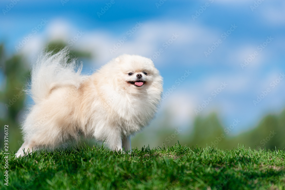 Fototapeta premium White dog breed Spitz on green grass on blue cloud sky.