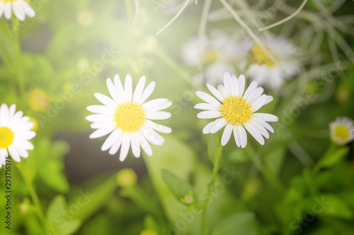 Fototapeta Naklejka Na Ścianę i Meble -  Little white daisy flower with green bokeh