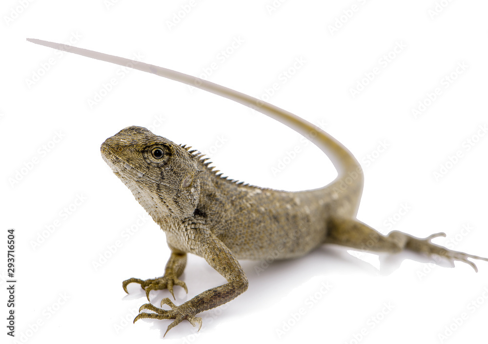 Fototapeta premium Lacertilia (Sauria) on white background