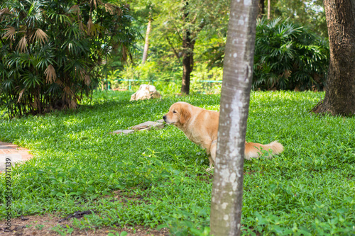 Golden Retriever Dog Pooping on Grasses
