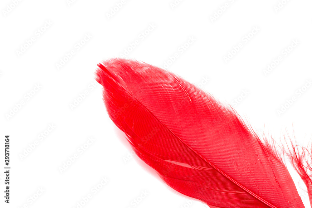 Red feather isolated on white Red feather isolated on white