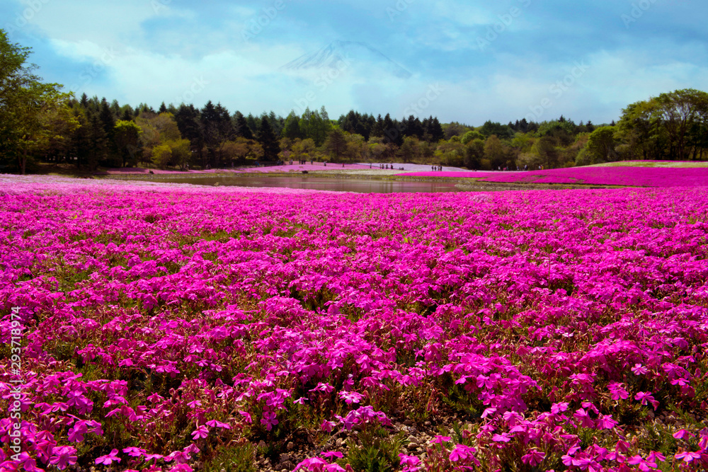 field of flowers