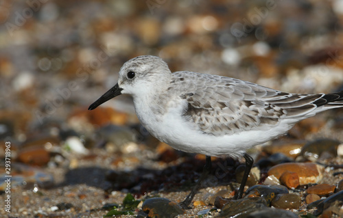 A Sanderling, Calidris alba, is feeding at the edge of the sea in the UK.