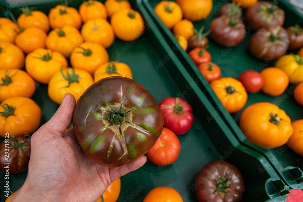 Organic produce at a farmer's market. A point of view perspective of a person holding a large brown tomato (beefsteak tomato) above ripe and colorful tomatoes on a market stall with copy-space. Organic produce at a farmer's market. A point of view perspective of a person holding a large brown tomato (beefsteak tomato) above ripe and colorful tomatoes on a market stall with copy-space.