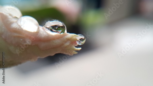 frog in hand