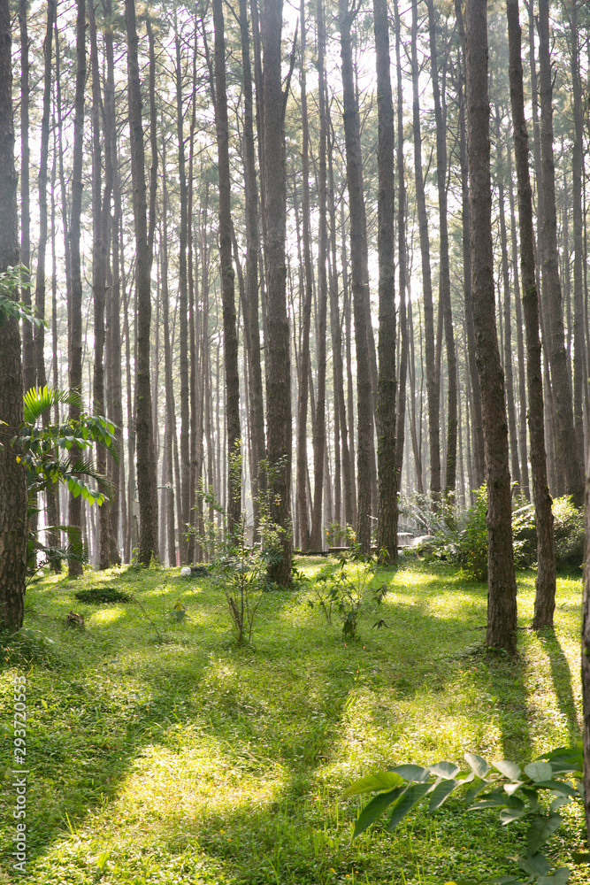 Obraz premium morning in the forest