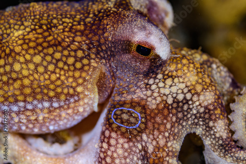 Mototi octopus