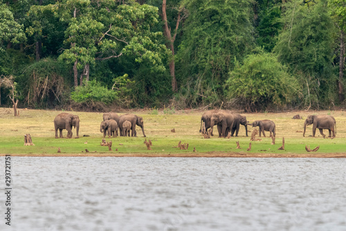 Elephant Herd on the banks of Kabini Dam,Kabini,Nagarhole,Karnataka,India © amit