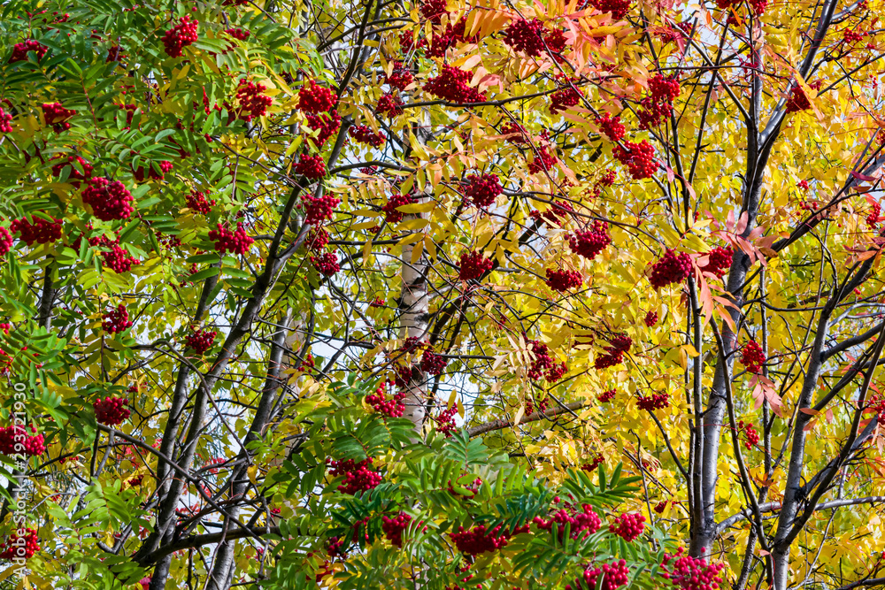Red ripe berries of the medicinal plant Rowan on the branches with yellow, green, orange leaves on a background of gray sky, autumn landscape Red ripe berries of the medicinal plant Rowan on the branches with yellow, green, orange leaves on a background of gray sky, autumn landscape
