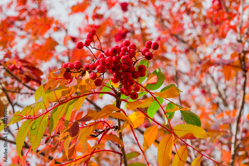 Red ripe berries of the medicinal plant Rowan on the branches with yellow, green, orange leaves on a background of gray sky, autumn landscape Red ripe berries of the medicinal plant Rowan on the branches with yellow, green, orange leaves on a background of gray sky, autumn landscape
