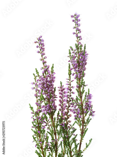 Calluna branches with flowers isolated on white background.
