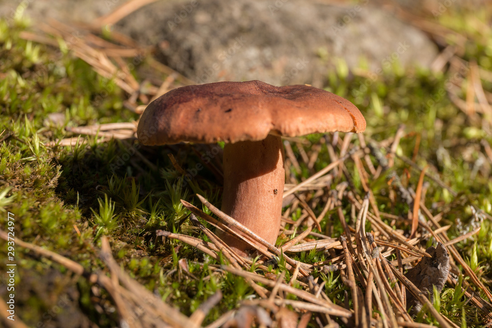 Lactarius rufus mushroom close up Lactarius rufus mushroom close up