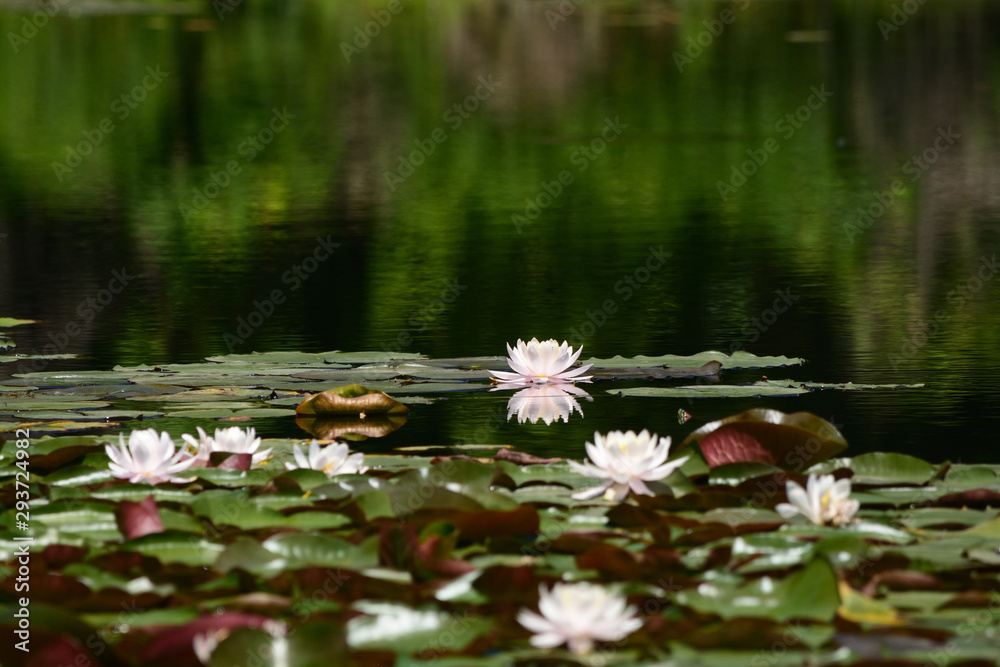 White waterlily in water garden. White waterlily in water garden.