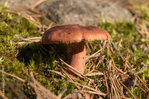 Lactarius rufus mushroom close up
