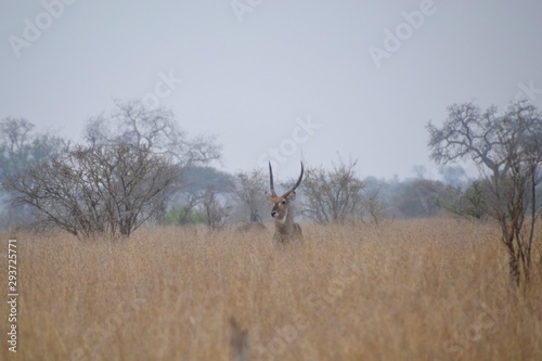 Male waterbuck antelope standing in long grass in the veld with only his head and horns visible