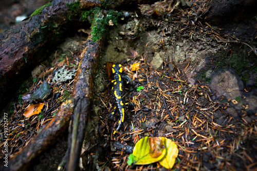 yellow spotted salamander in forest