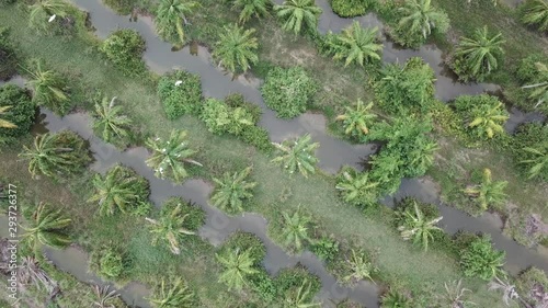 Top down view egrets fly on top of oil palm trees at Nibong Tebal, Penang, Malaysia.. photo