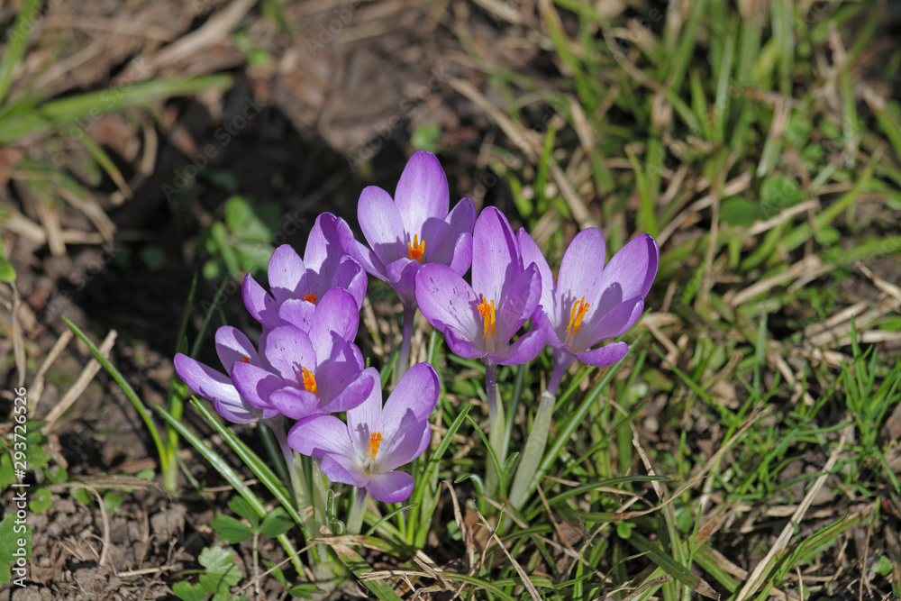 Krokus