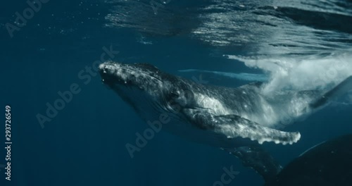 Close-up of humpback whale calf with mother underwater ocean. Idyll and harmony of family life of huge calm marine animals Footage shot on a cinema camera with 14 bit colors in Raw