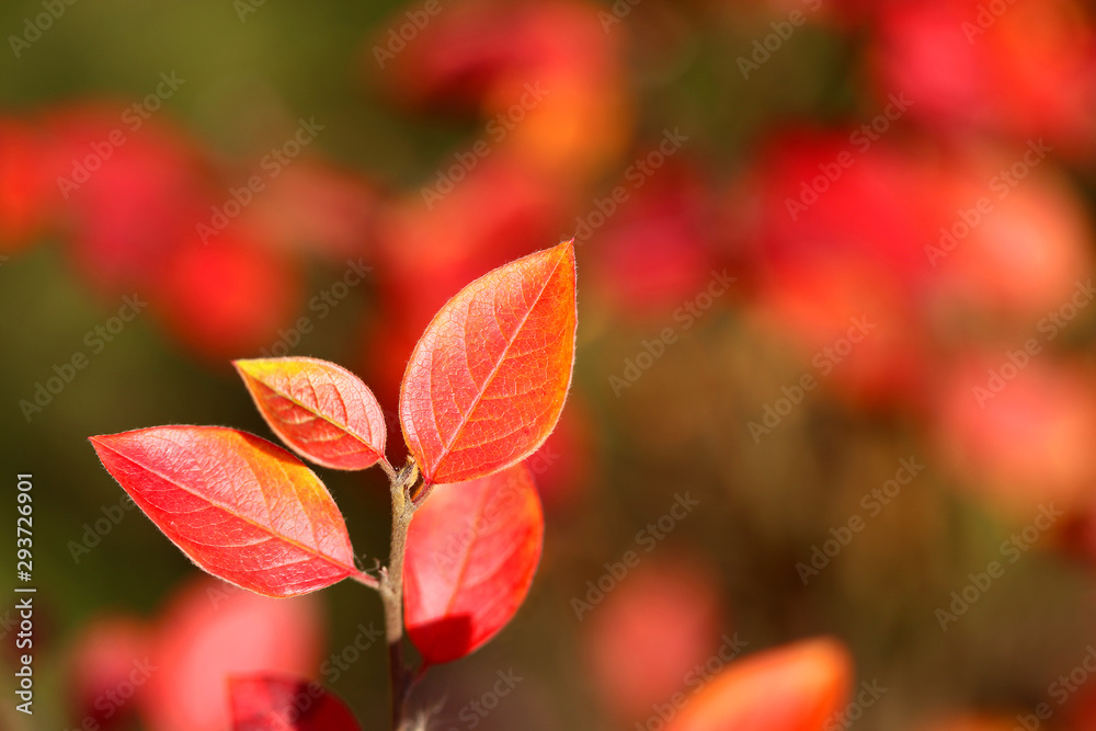 Beautiful macro photo of red leaves in the park