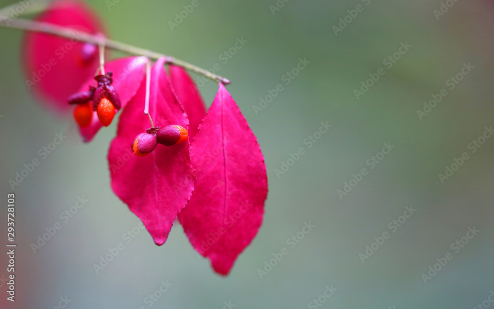 Beautiful macro photo of red leaves in the park Beautiful macro photo of red leaves in the park