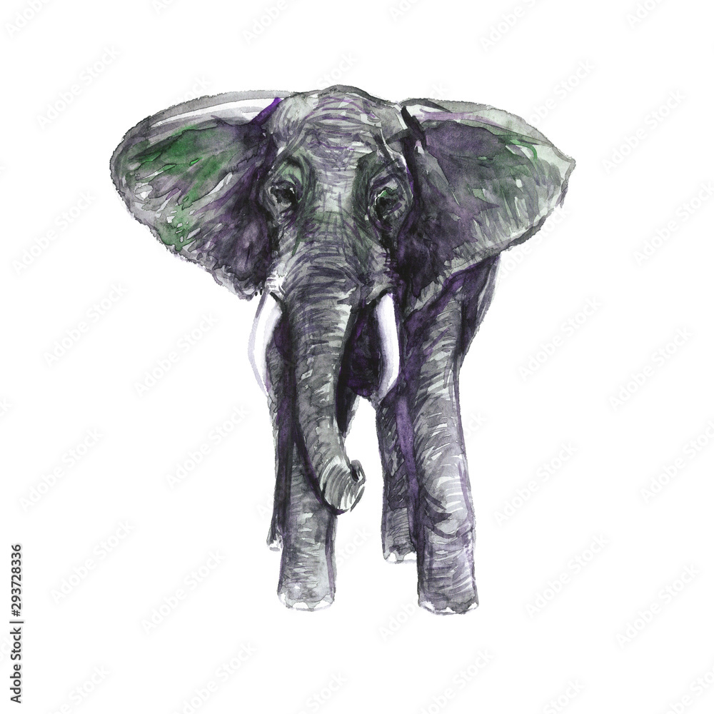 Elephant front view,  hand painted watercolor illustration design element for invitation, card, print, posters