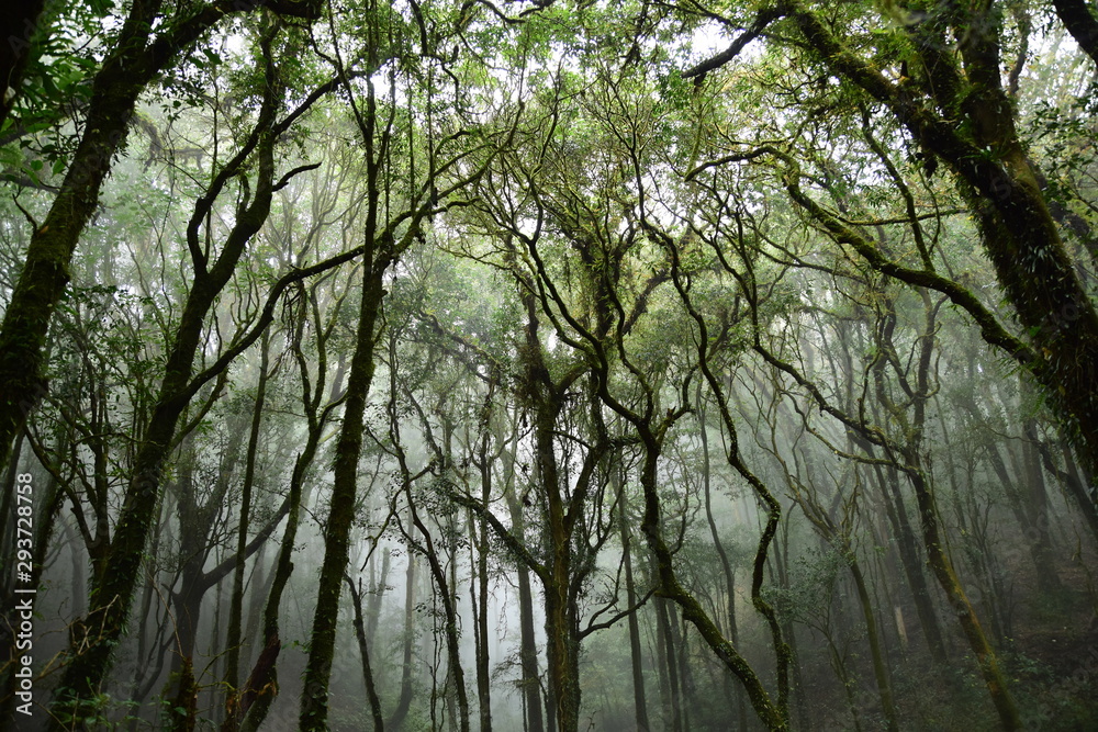 Beautiful green forest in Thailand Beautiful green forest in Thailand