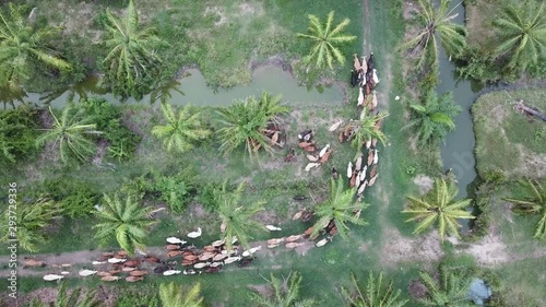 Aerial view cows turn left in the oil palm estate at Nibong Tebal, Penang, Malaysia.. photo