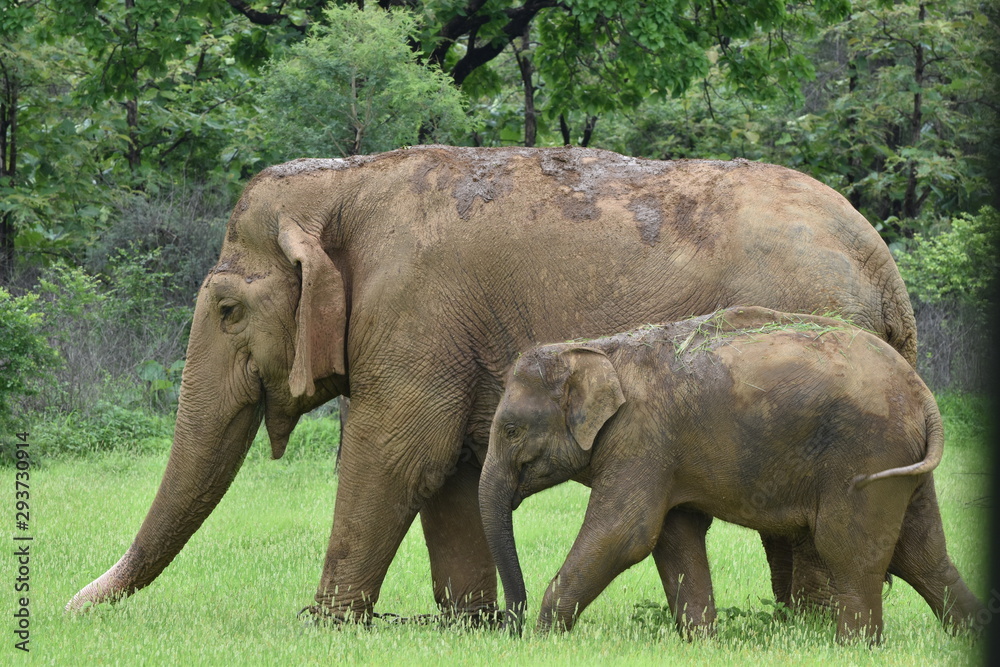 Asian Elephant (Elephas maximus indicus) wondering in park with her cute little baby sighted at Panna National Park, Madhya Pradesh, India, Asia