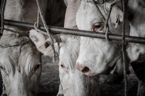 vaches attachées avant l'abattoir. souffrance animale