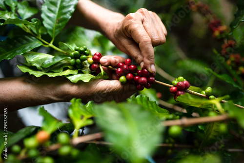 arabica coffee berries with agriculturist handsRobusta and arabica coffee berries with agriculturist hands, Gia Lai, Vietnam © somchai20162516