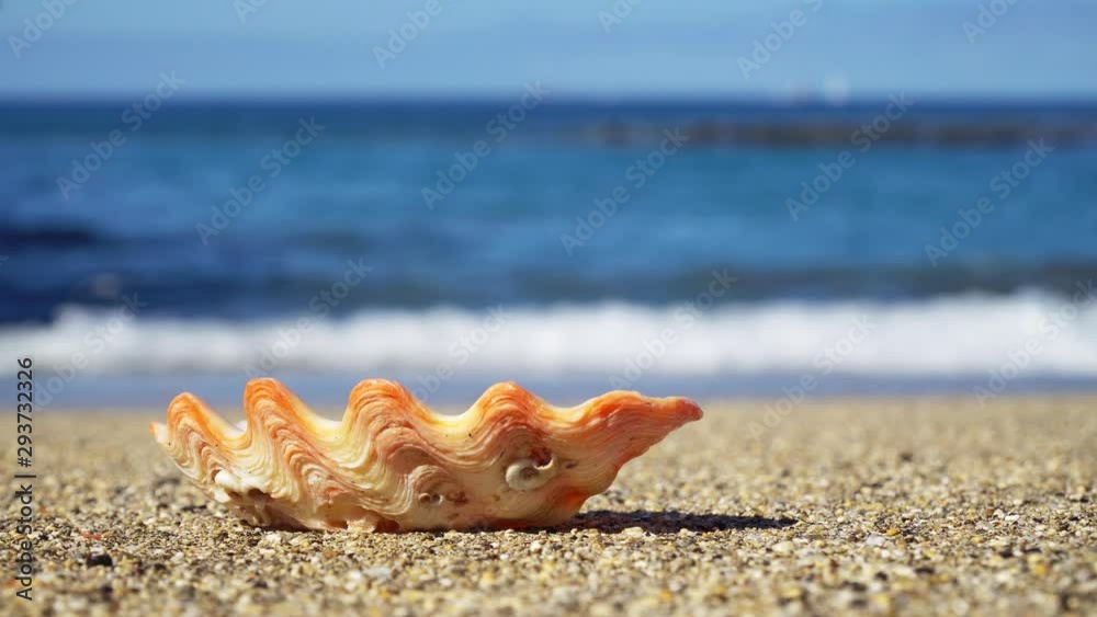 Pearl shell on an ocean beach. Small waves rise behind.