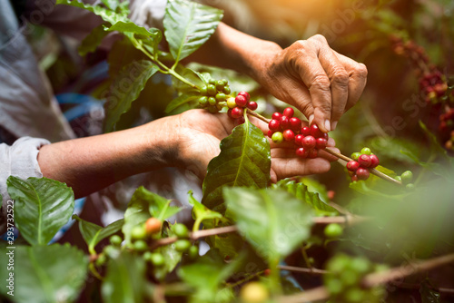 Fotografi arabica coffee berries with agriculturist handsRobusta and arabica coffee berrie