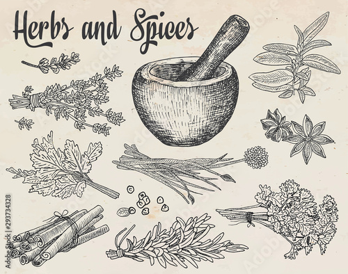 Beautiful hand drawing healthy herbs and spices mortar. Herbs, basil, chervil.