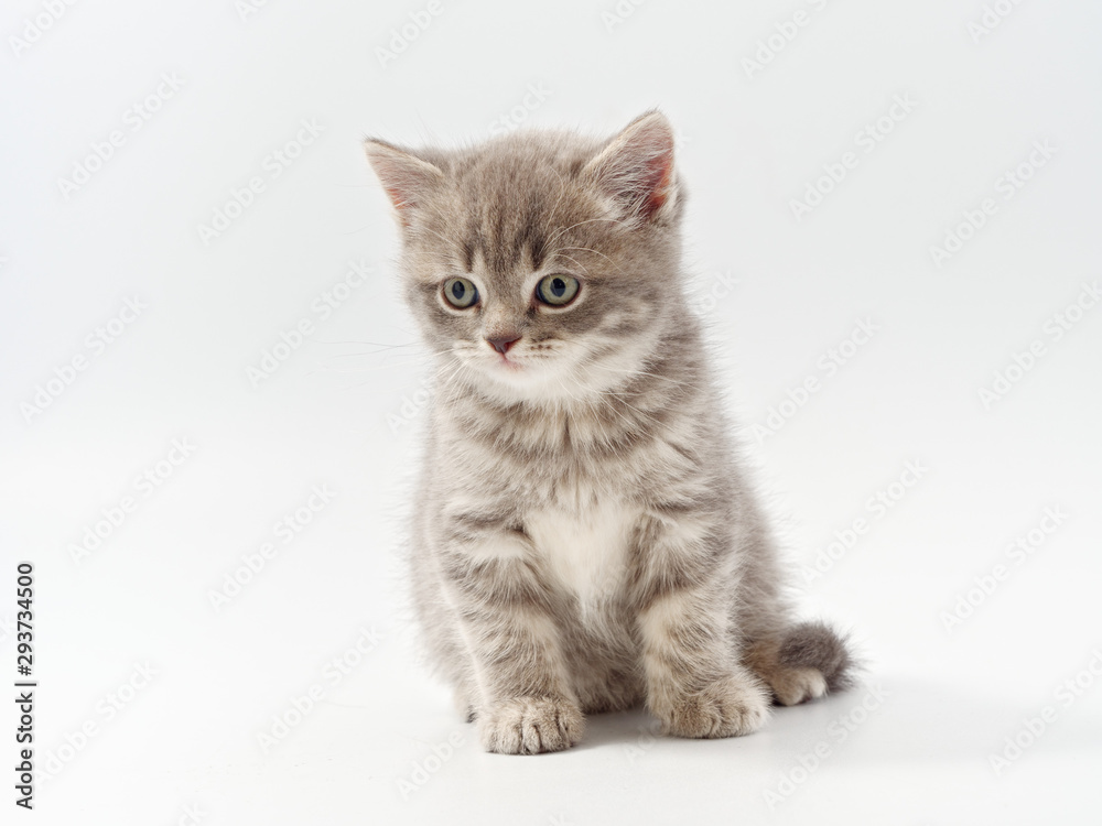 Fototapeta premium little beautiful funny british kitten on white background