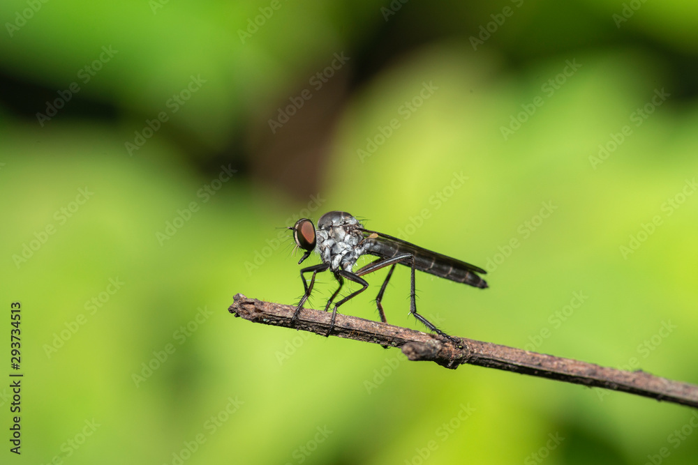 Robber Fly Insect seen at Kaas Plateau,Satara,Maharashtra,India Robber Fly Insect seen at Kaas Plateau,Satara,Maharashtra,India