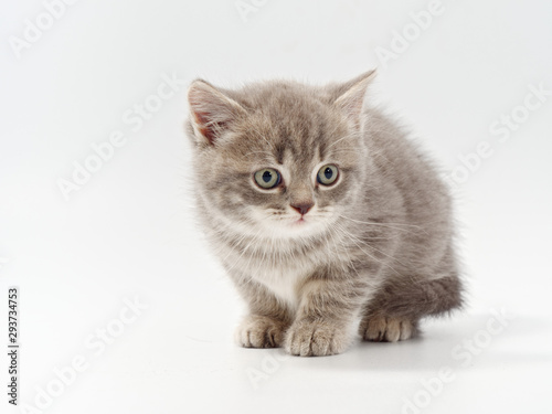 little beautiful funny british kitten on white background © makam1969