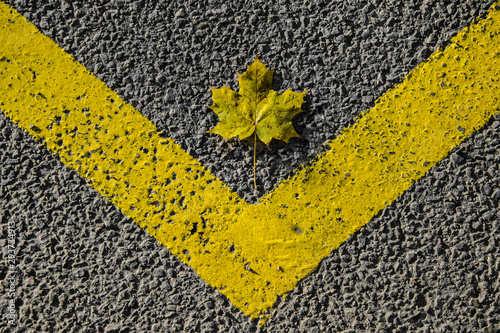 feuille jaune érable jaune sur l'asphalte et une bande jaune photo